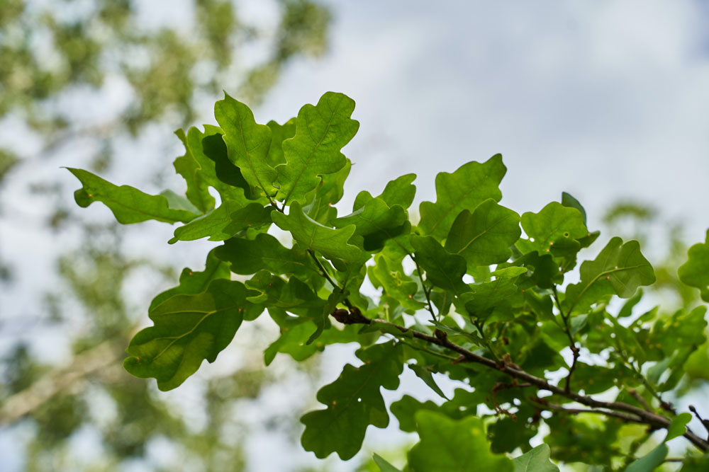 The Complete Guide to Planting and Caring for an Oak Tree Morelia